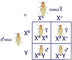 sex linked genes sex linked genes