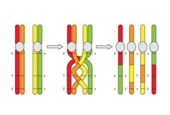 sexual recombination sexual recombination