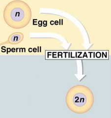 sexual reproduction sexual reproduction