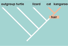 shared derived character shared derived character