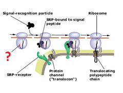 signal peptide signal peptide