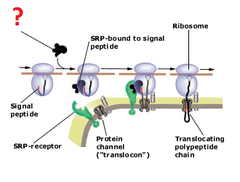 signal-recognition particle signal-recognition particle