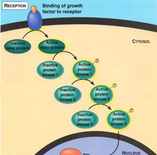 signal transduction pathway signal transduction pathway