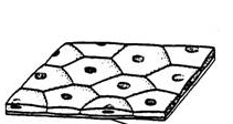 simple epithelium simple epithelium