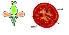 simple fruit simple fruit