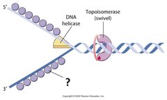 single-strand binding protein (SSB) single-strand binding protein (SSB)