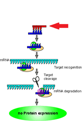 siRNAs (small interfering RNAs) siRNAs (small interfering RNAs)