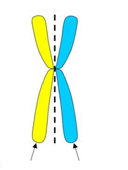 sister chromatids sister chromatids