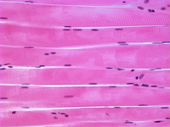 skeletal muscle skeletal muscle