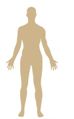 somatic cell somatic cell