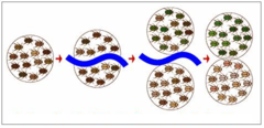 speciation speciation