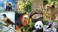 species diversity species diversity