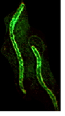 spirilla spirilla