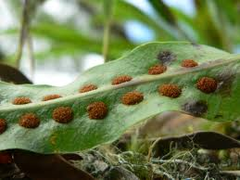 spores spores