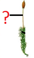sporophyte sporophyte