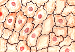 squamous epithelium squamous epithelium
