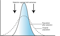 stabilizing selection stabilizing selection