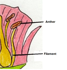 stamen stamen