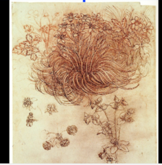Star of Bethlehem Drawing by Leonardo Da Vinci
1508 Star of Bethlehem Drawing by Leonardo Da Vinci
1508