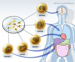 stem cell stem cell