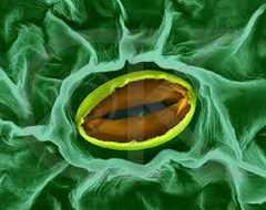 stomata stomata