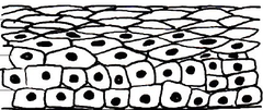 stratified epithelium stratified epithelium