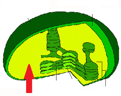 stroma stroma