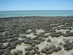 stromatolites stromatolites