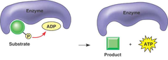 substrate-level phosphorylation substrate-level phosphorylation