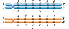 synapsis synapsis