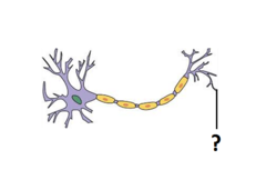 synaptic terminal synaptic terminal