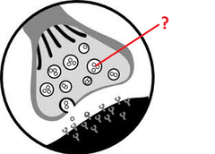 synaptic vesicles synaptic vesicles