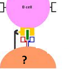 T cell receptor T cell receptor