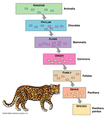 taxonomy taxonomy