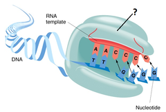 telomerase telomerase