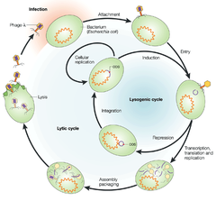 temperate phage temperate phage