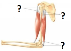tendons tendons