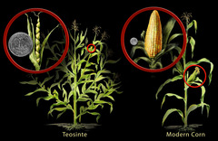 Teosinte Teosinte