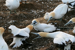 territoriality territoriality