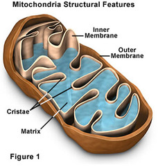 The bulk of aerobic metabolism in eukaryotic cells takes place in the... The bulk of aerobic metabolism in eukaryotic cells takes place in the...