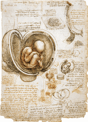 The Fetus and the Lining of the Uterus by Leonardo Da Vinci, 1510-1512 The Fetus and the Lining of the Uterus by Leonardo Da Vinci, 1510-1512