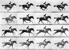 The Horse in Motion. Muybridge. 1878. Albumen print The Horse in Motion. Muybridge. 1878. Albumen print