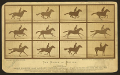 The Horse in Motion
Eadweard Muybridge. 1878 C.E. Albumen print
Muybridge spent the rest of his career improving his technique, making a huge variety of motion studies, lecturing, and publishing. As a result of his motion studies, he is regarded as one of the fathers of the motion picture. Muybridge's motion studies showed the way to a new art form. The Horse in Motion
Eadweard Muybridge. 1878 C.E. Albumen print
Muybridge spent the rest of his career improving his technique, making a huge variety of motion studies, lecturing, and publishing. As a result of his motion studies, he is regarded as one of the fathers of the motion picture. Muybridge's motion studies showed the way to a new art form.