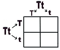The Law of Segregation The Law of Segregation