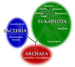 the three-domain system the three-domain system