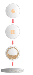 therapeutic cloning therapeutic cloning