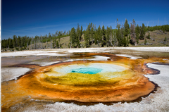 thermophiles thermophiles