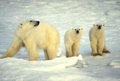 threatened species threatened species