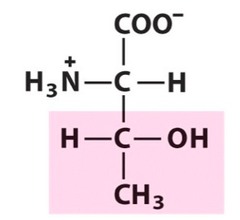 Threonine Threonine