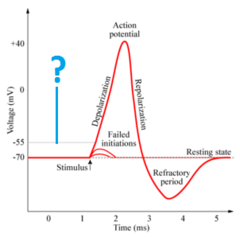 threshold potential threshold potential